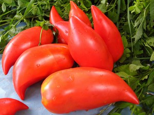 Quelles sont les meilleures variétés de tomates