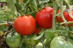 Hoe een tomatensoort te kiezen