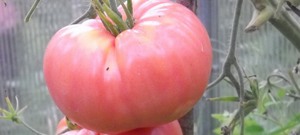 Tomaten voor inblikken en beitsen