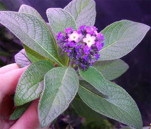 Quy tắc chăm sóc heliotrope