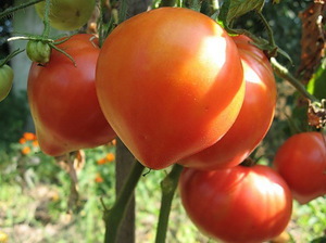 Auswahl einer Vielzahl von Tomaten