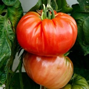 Variétés de variétés de tomates