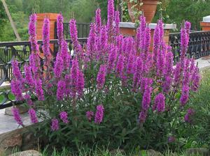 Sowing loosestrife seeds.