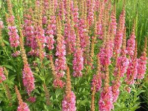 Flores de salgueiro-loosestrife de junho a setembro