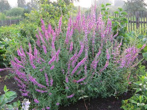 How to plant a loosestrife