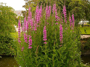 Krásna rastlina loosestrife