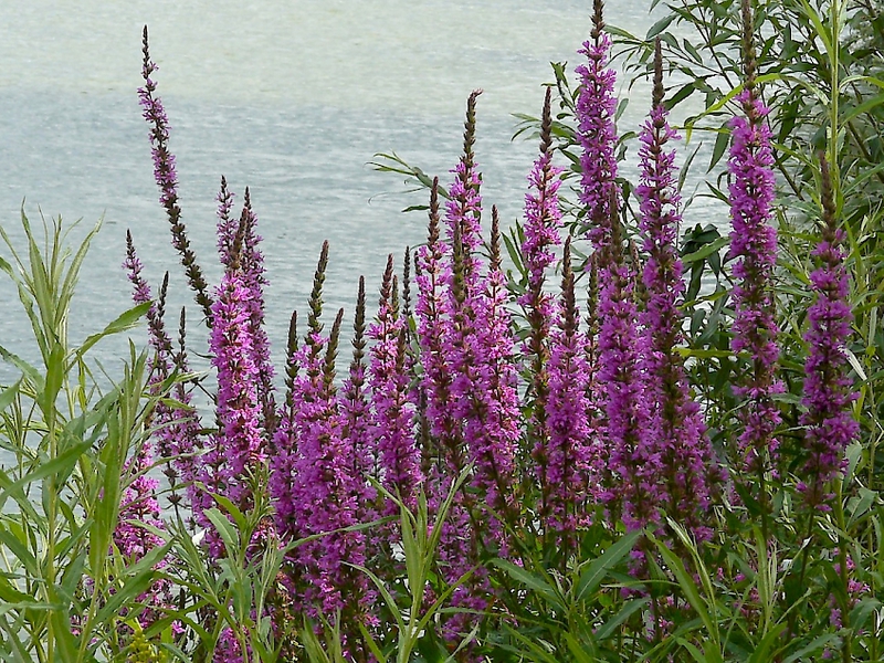 Lumalagong loosestrife