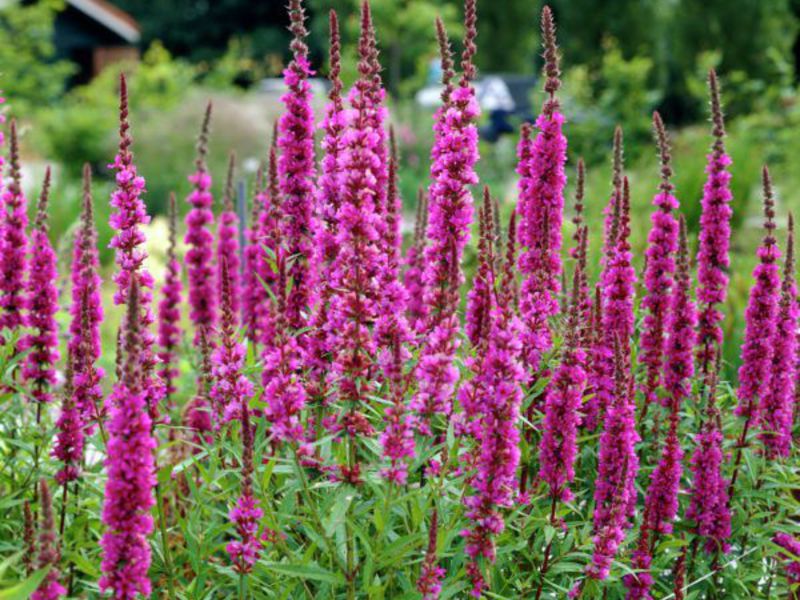 Semeando sementes de Loosestrife.