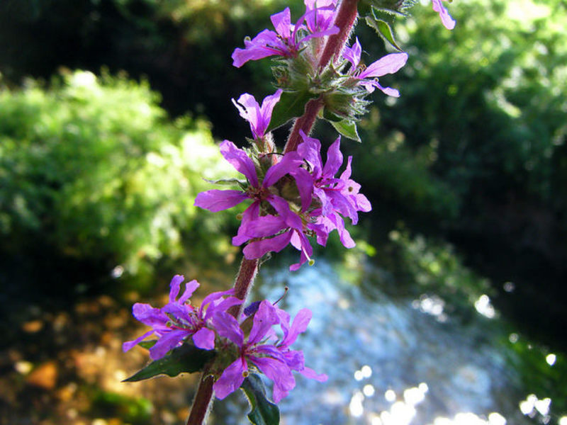 Paano magparami ng isang loosestrife