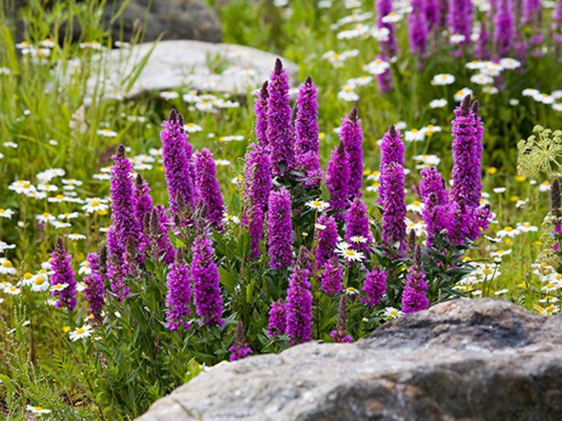 Hur löststriden blommar