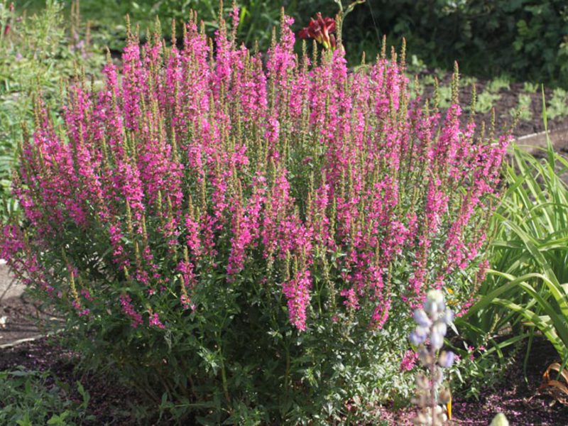 Ivolist loosestrife, výsadba a starostlivosť