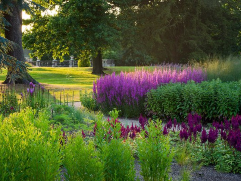 Willow loosestrife zied no jūnija līdz septembrim