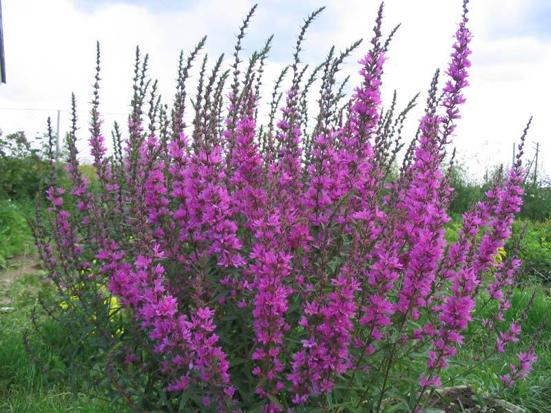 Paano mag-aalaga para sa isang loosestrife