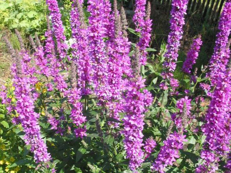 Willow loosestrife