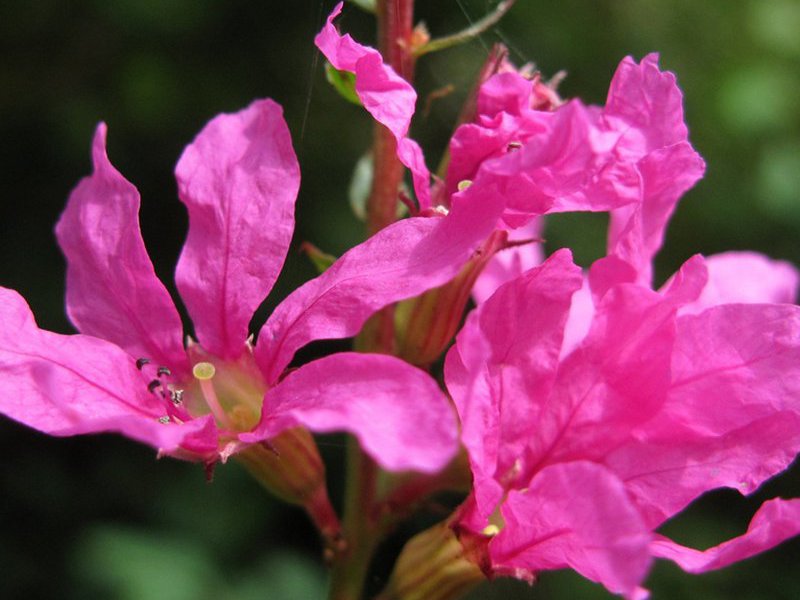 Période de floraison de la salicaire