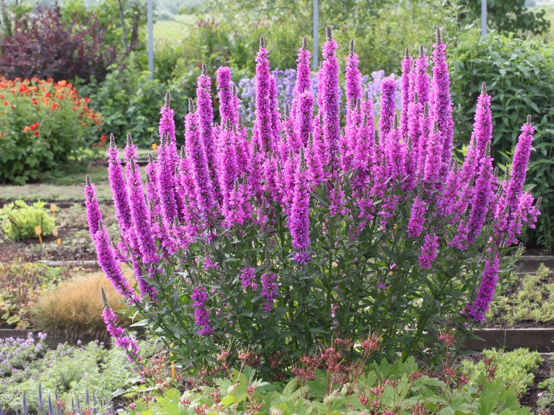 Ivolist loosestrife, výsadba a starostlivosť