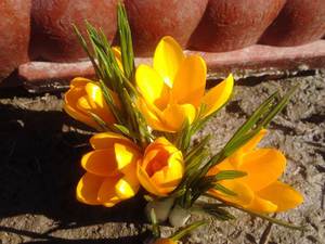 Comment planter correctement les crocus