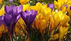 Crocus choroby