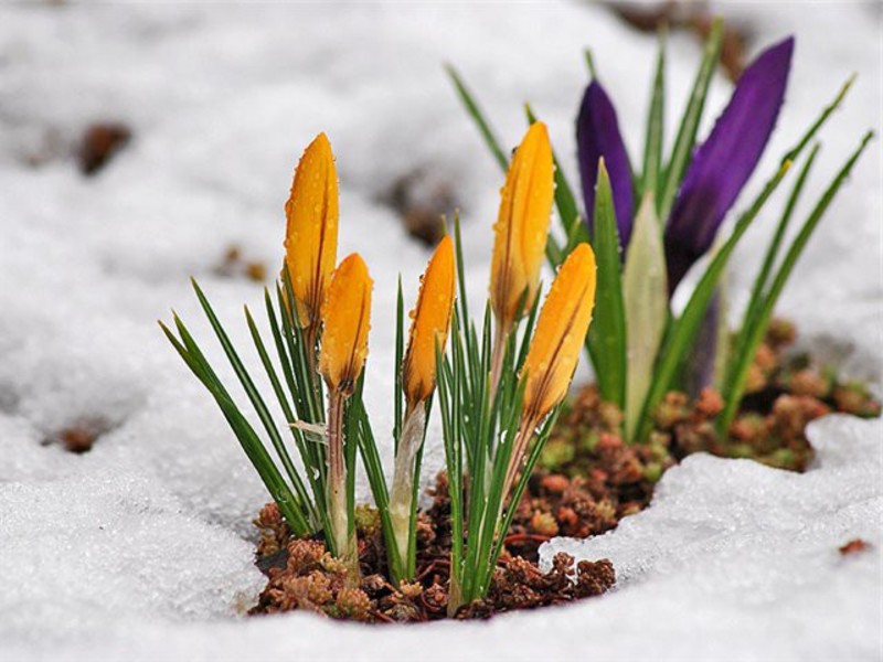 Quelles conditions créer pour les crocus