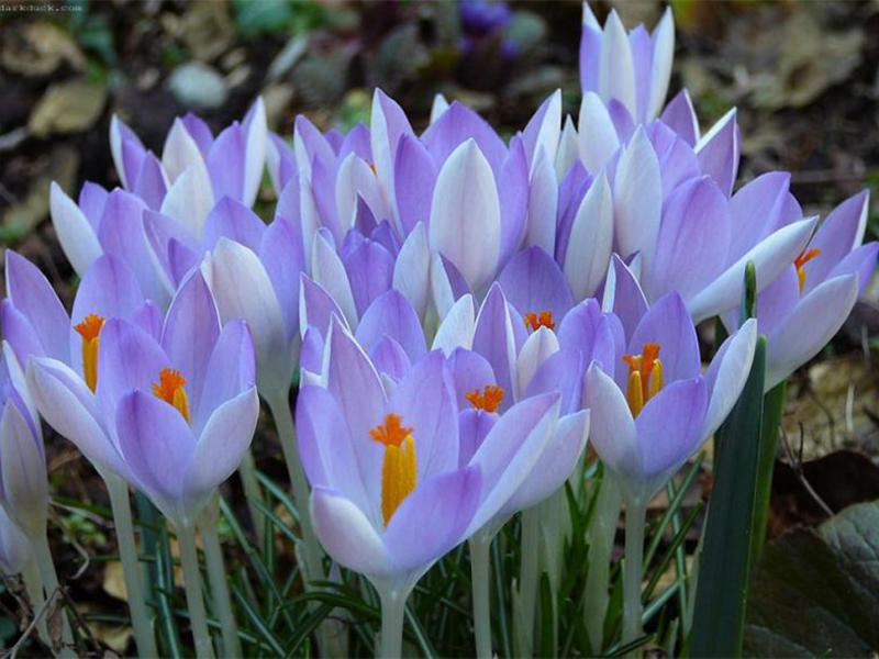 Crocus transplant