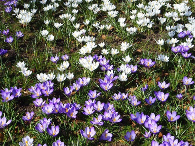 Crocus en fleurs