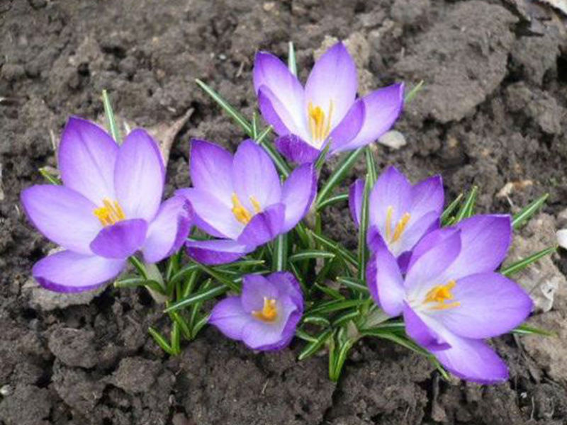 Plantering och vård av krokusar