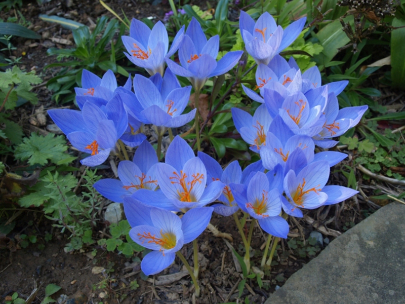 Comment faire pousser des crocus