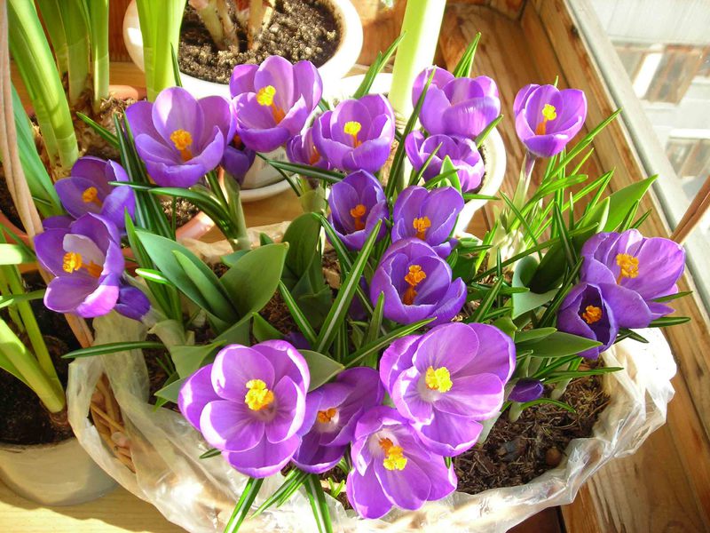 Crocuses - how to care