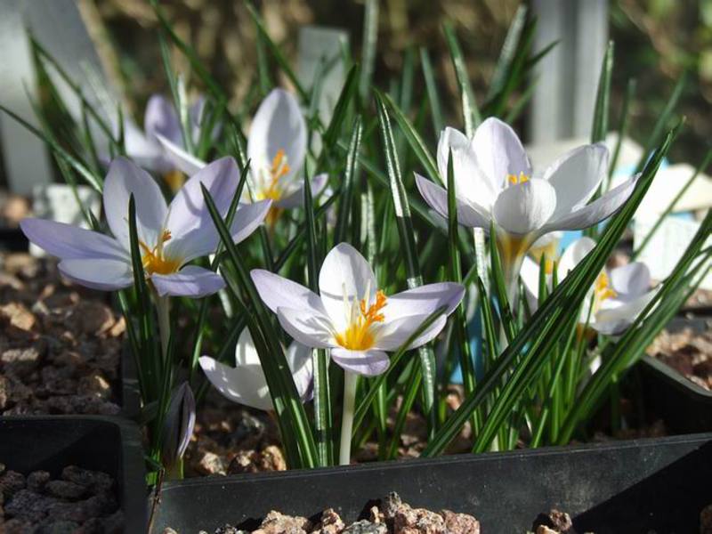 Growing crocuses