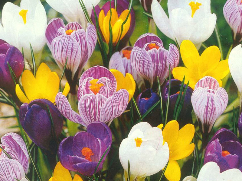 Crocus de fleurs de printemps