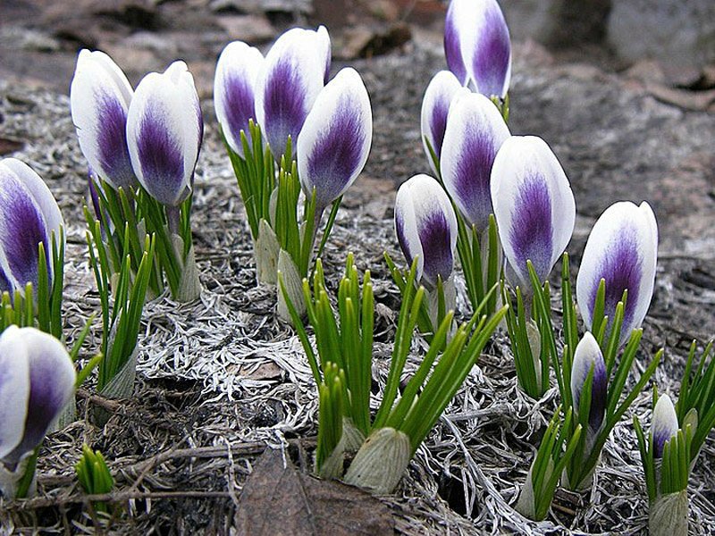 Soins Crocus