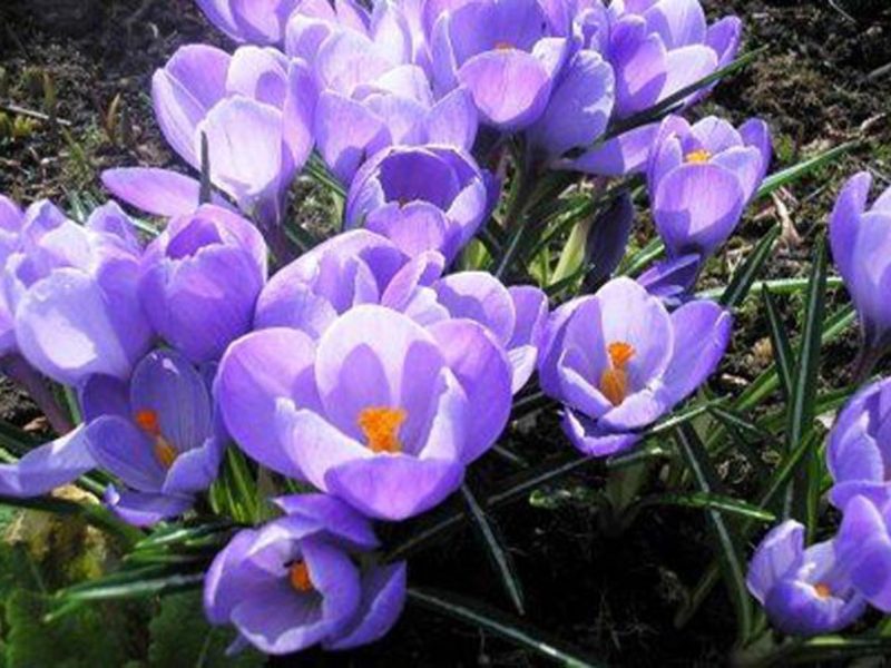 Crocus en fleurs