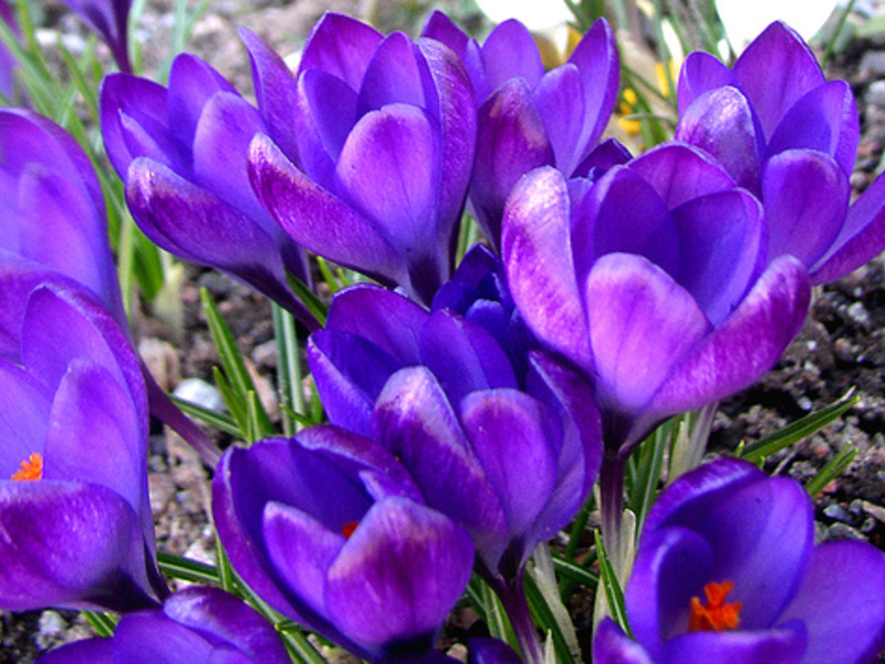 How to care for crocuses