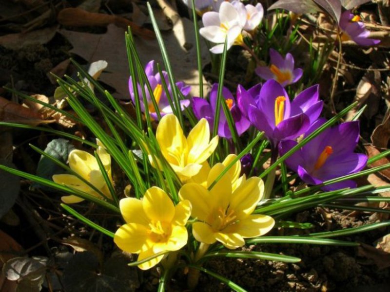 Where do crocuses usually grow?