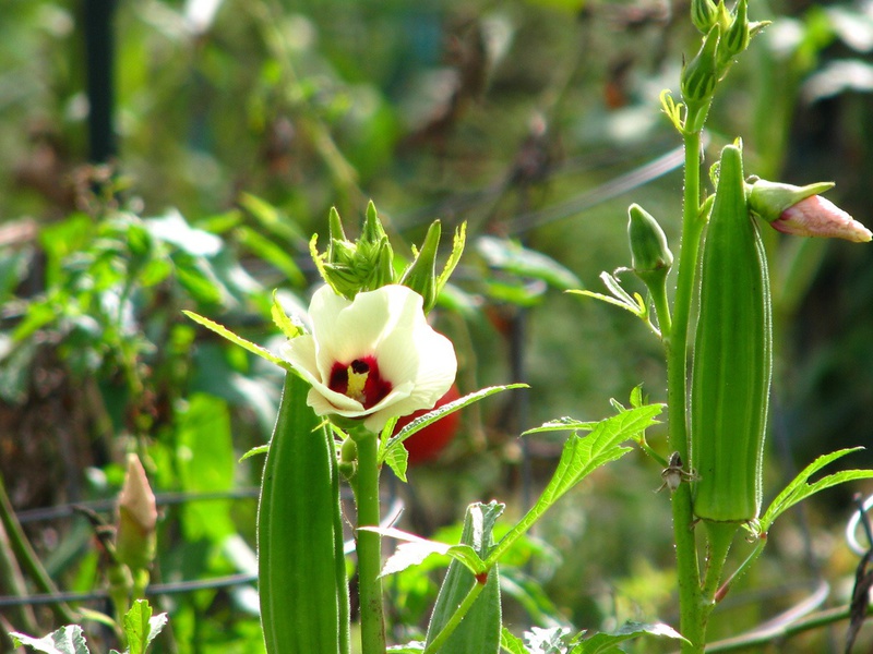 Características del crecimiento de la okra.