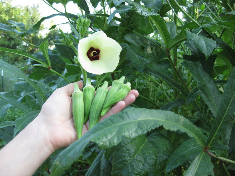 Beschrijving van okra fruit