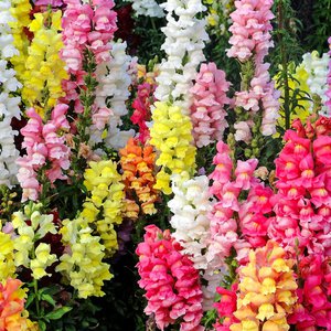 Como cultivar snapdragons