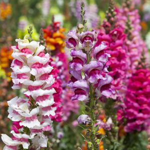 Snapdragon zaad groeit.