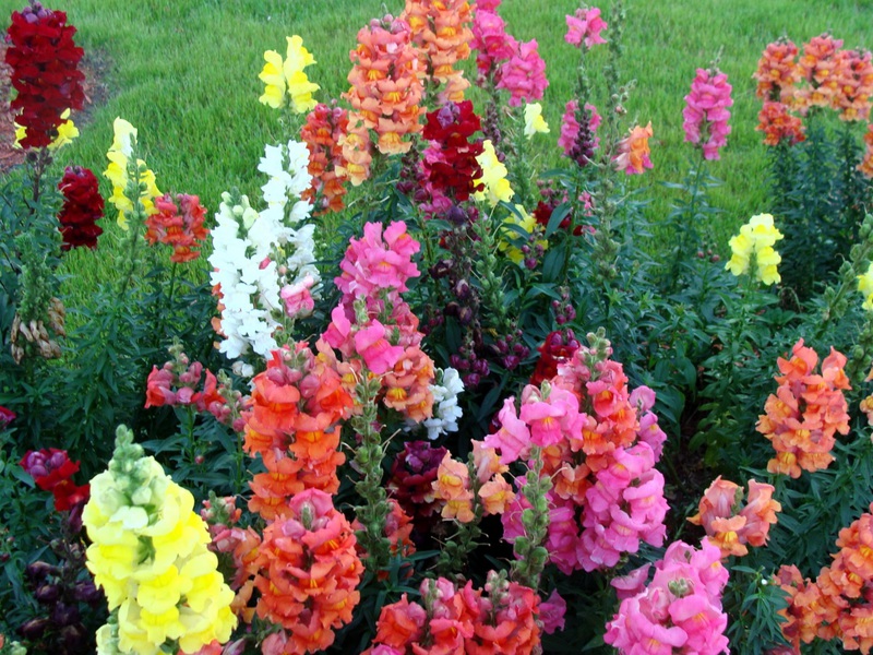 „Snapdragon“ charakteristika