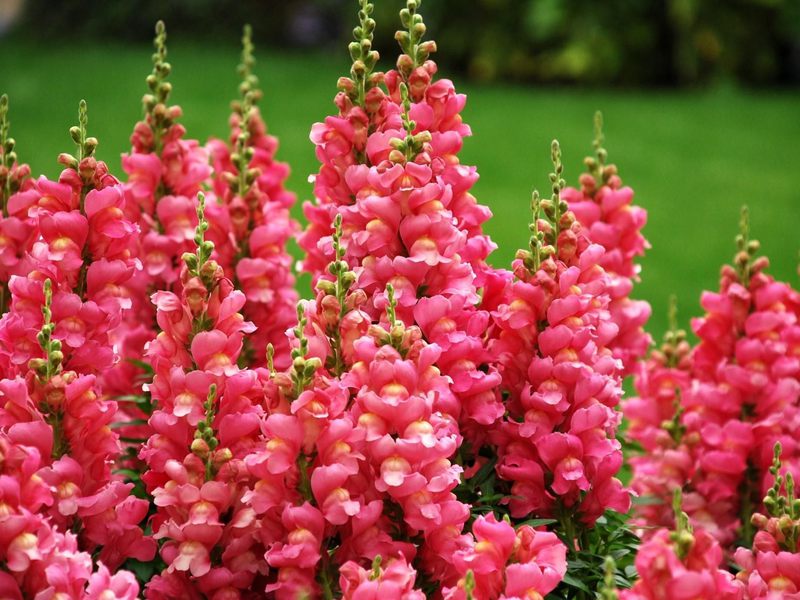 Snapdragon stjälkar