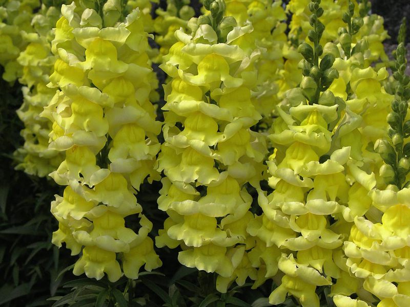 Löwenmaul ist eine helle Dekoration für Ihren Garten.