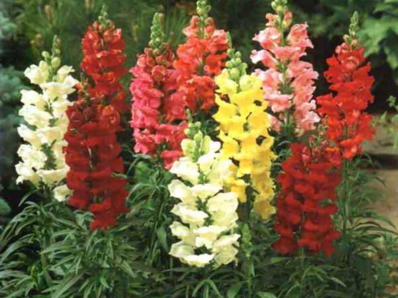 Toadflax - snapdragon selvagem