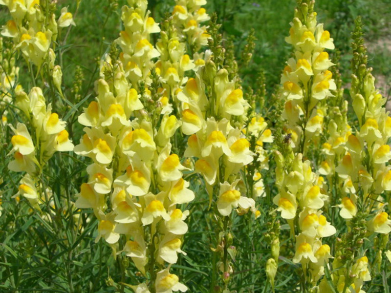 Snapdragon