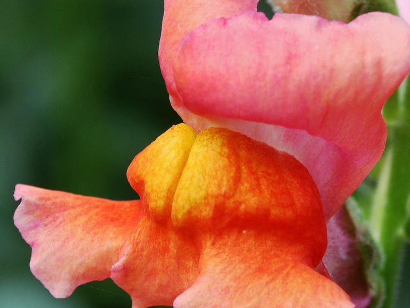 Snapdragon: odling och historiska fakta om blomman.