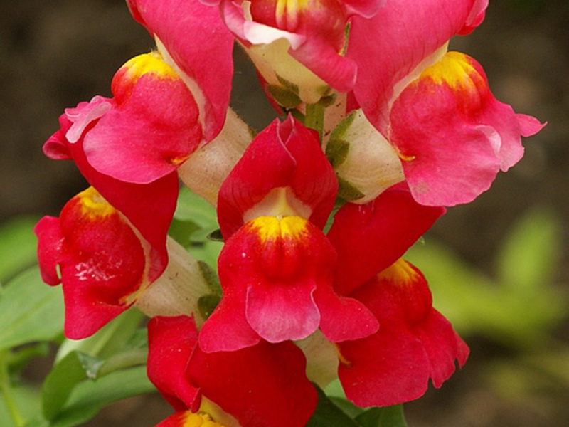 Snapdragon: cultivado a partir de sementes.