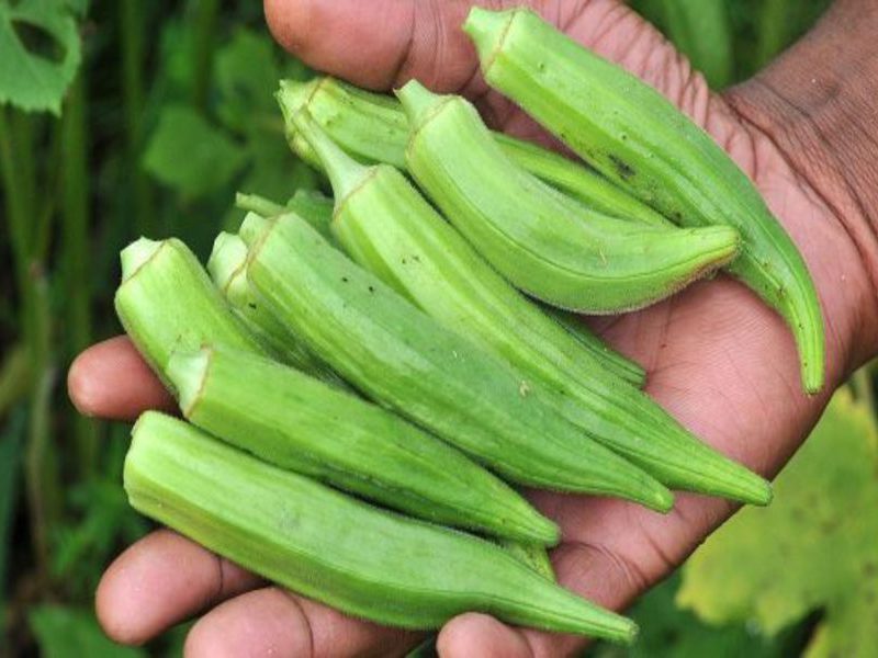 Benefici e vantaggi dell'okra