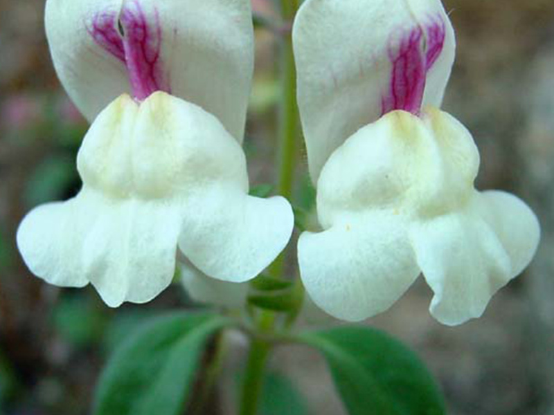 Como cultivar snapdragons