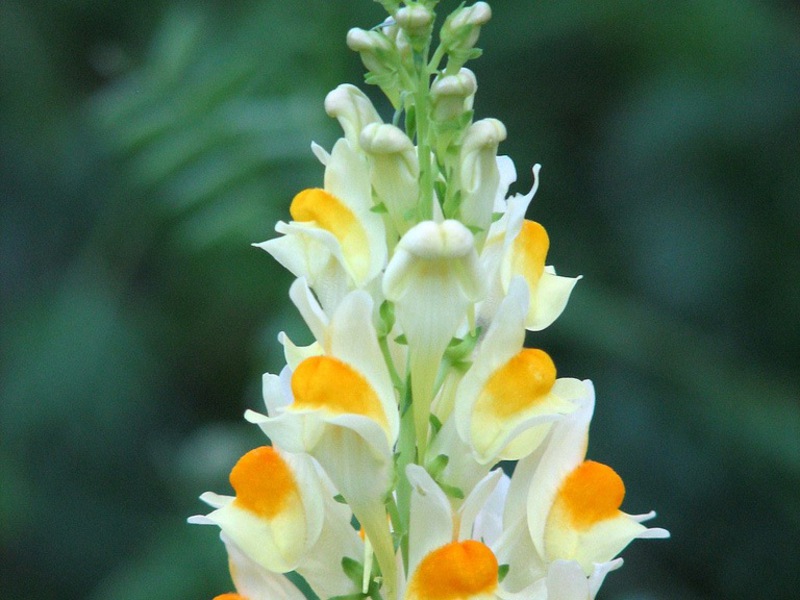 Fiore di bocca di leone colorato