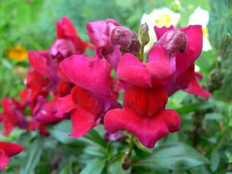 Färgglada snapdragon blomma