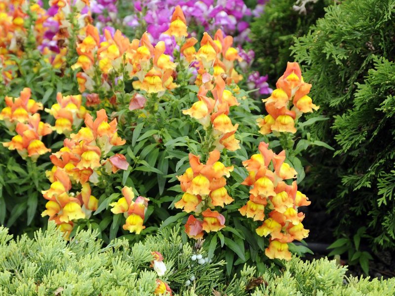 Como cultivar snapdragons